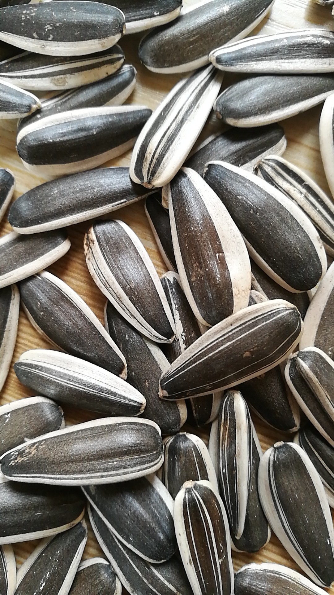 批发内蒙古生瓜子 葵花籽 赤峰363 特产 皮亮 皮薄 新货