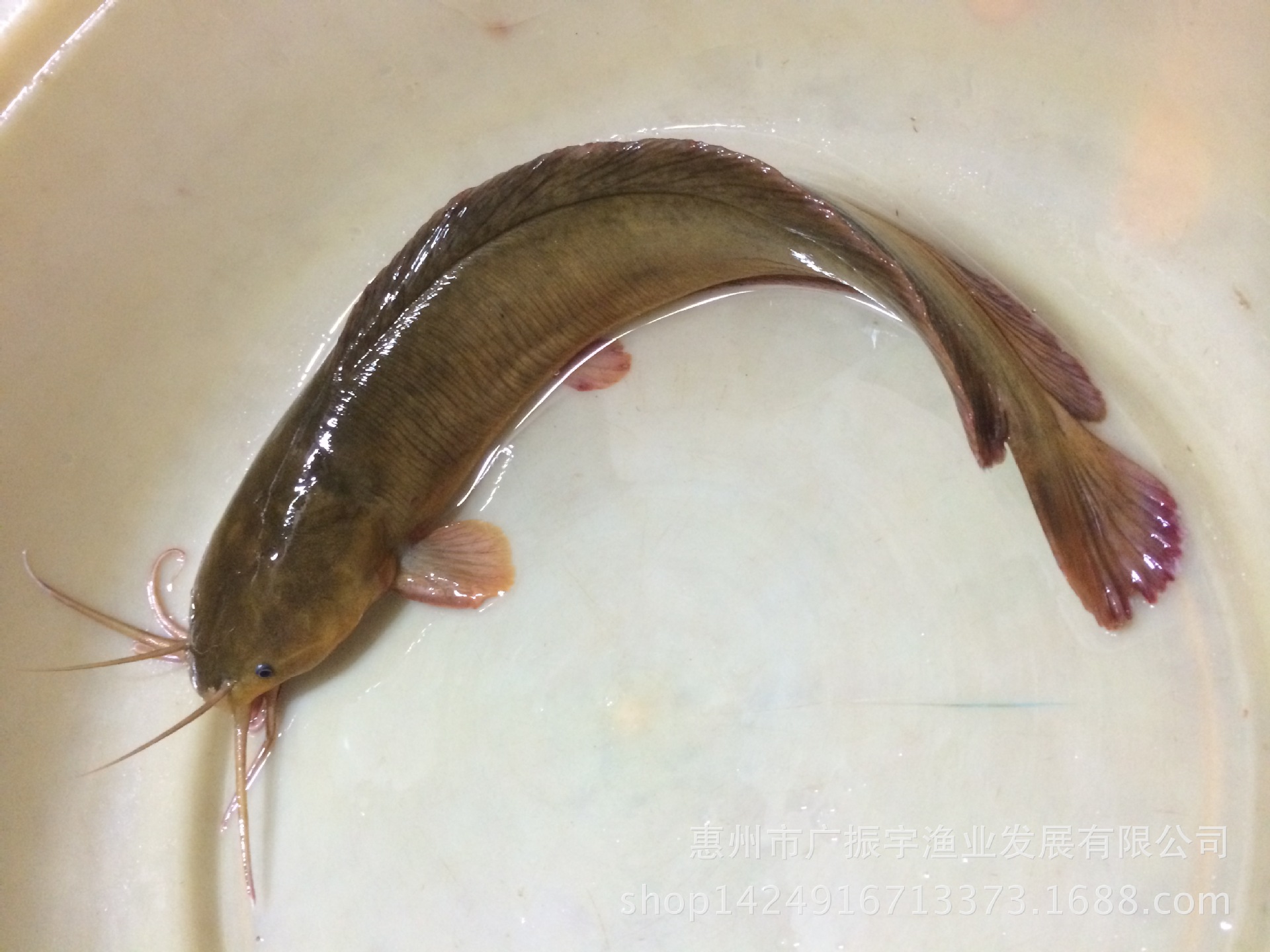 大量批发土塘虱鱼苗 滑哥苗 鱼苗成活率高