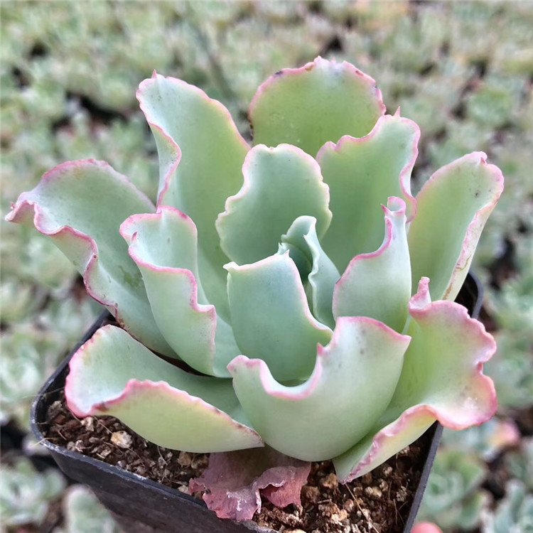 376大棚批发露养多肉植物水瓶座女神包菜盆7cm多肉贵货状态