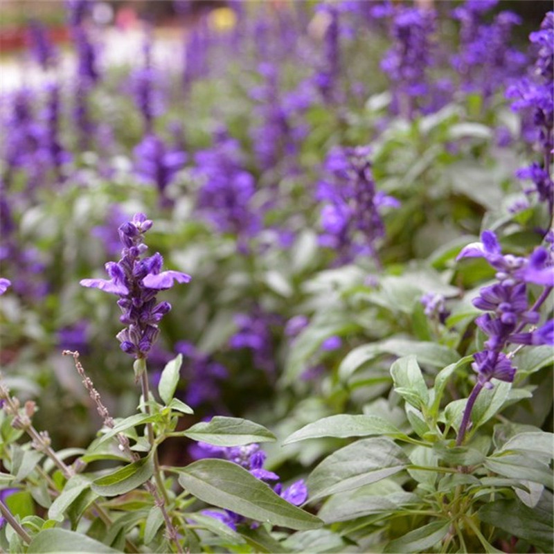 庭院花园盆栽草花种子兰花鼠尾草 蓝花鼠尾草种子 一串蓝种子