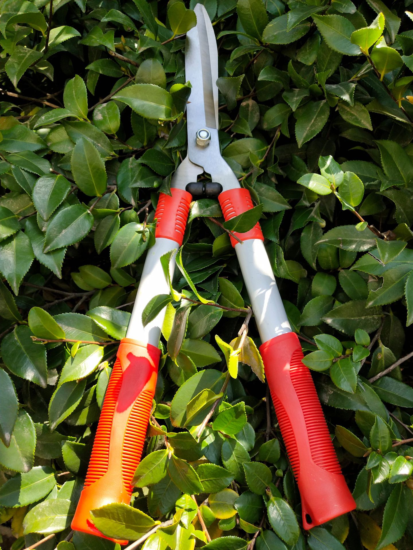 厂家直销高质量园林剪整篱剪篱笆剪花园剪整枝剪园艺剪