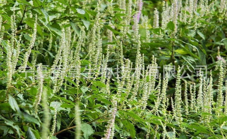 香薷提取物黄酮101香薷粉浸膏粉野苏麻提取物提取液