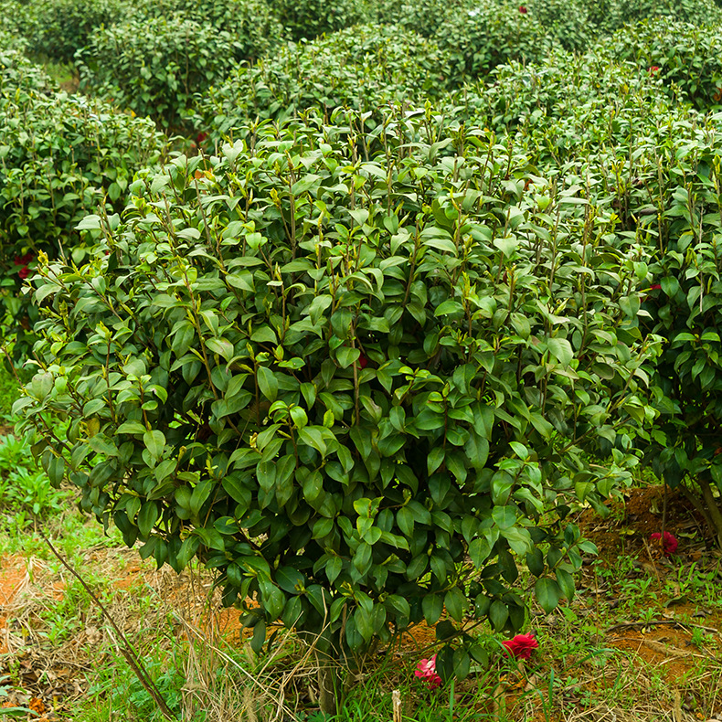 山茶花山茶花球七星茶花山茶花树汇景园艺场批发直销物美价廉苗木
