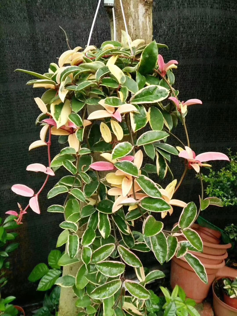 【基地直供】小盆栽 仙人掌多肉植物盆景室内植物 110#三色球兰