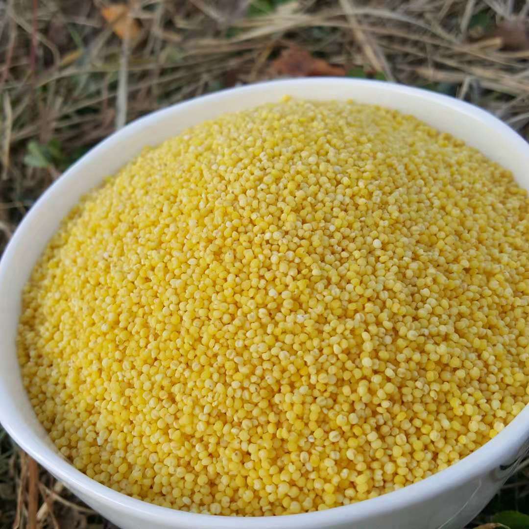 小米是五谷之一,有两,三个品种 一种是甜小米,性质较温暖 另一种是