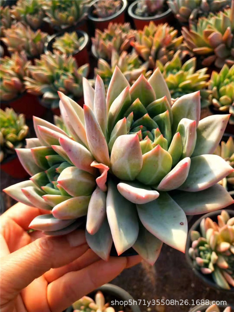 多肉植物盆栽大棚批发 溏心香槟单头老桩多肉品种状态实拍裸根发