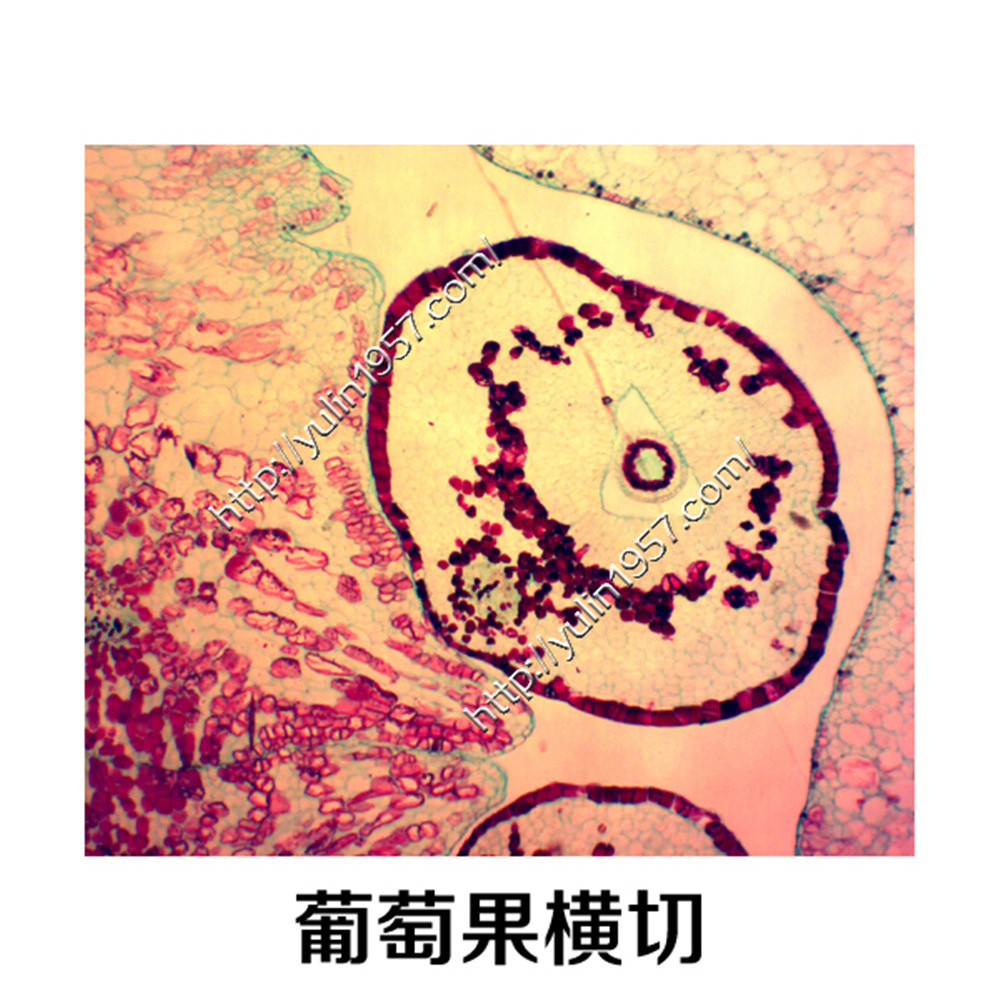 生物实验切片 葡萄果横切 实验器材 生物玻片标本