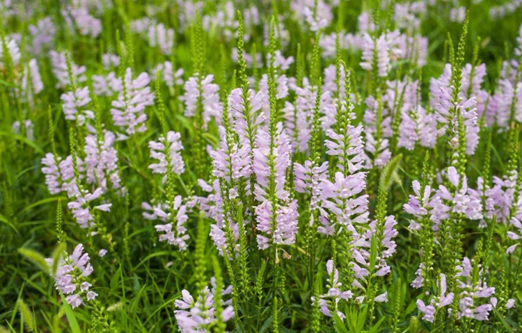 白色假龙头花卉种子 花种子 囊萼花 棉铃花 伪龙头花卉种子春秋播