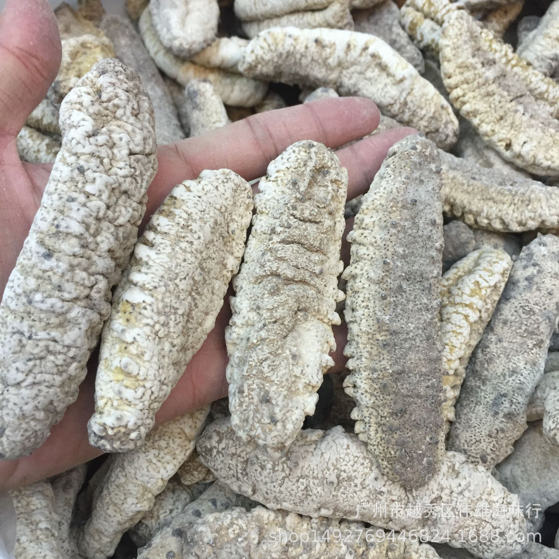 天然野生白刺参肉刺参摩洛哥刺秃参野生海参干货批发6到15头