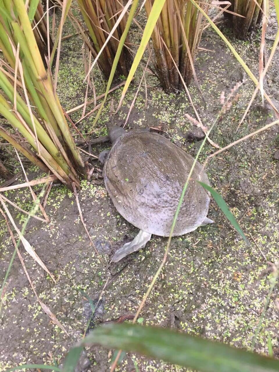 原生态养殖甲鱼 稻田鳖  营养滋补萧山稻田甲鱼 (1只1kg左右)