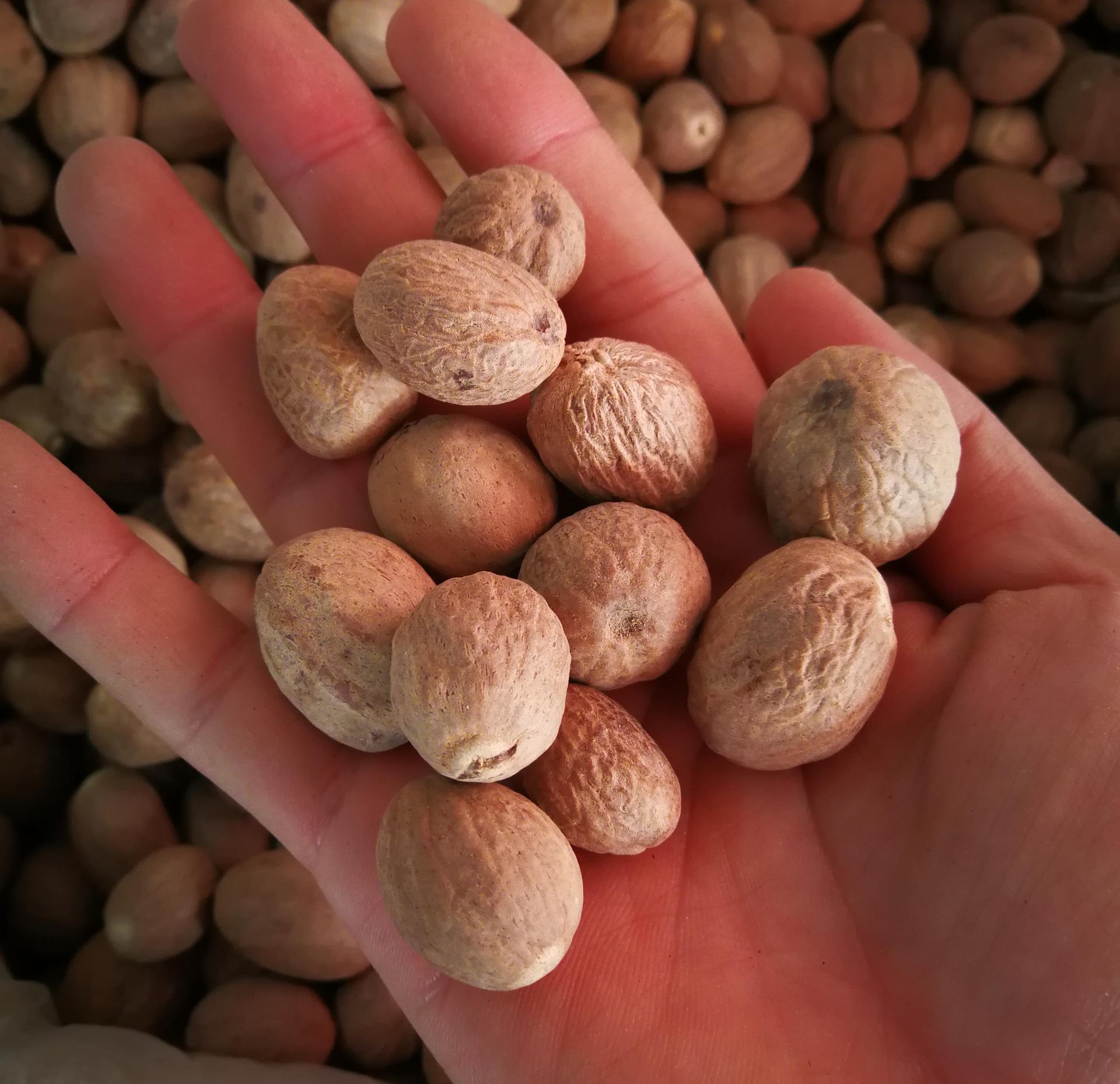 供应肉豆蔻 玉果 肉蔻 豆蔻 香料 调料 香料粉 代磨肉蔻磨