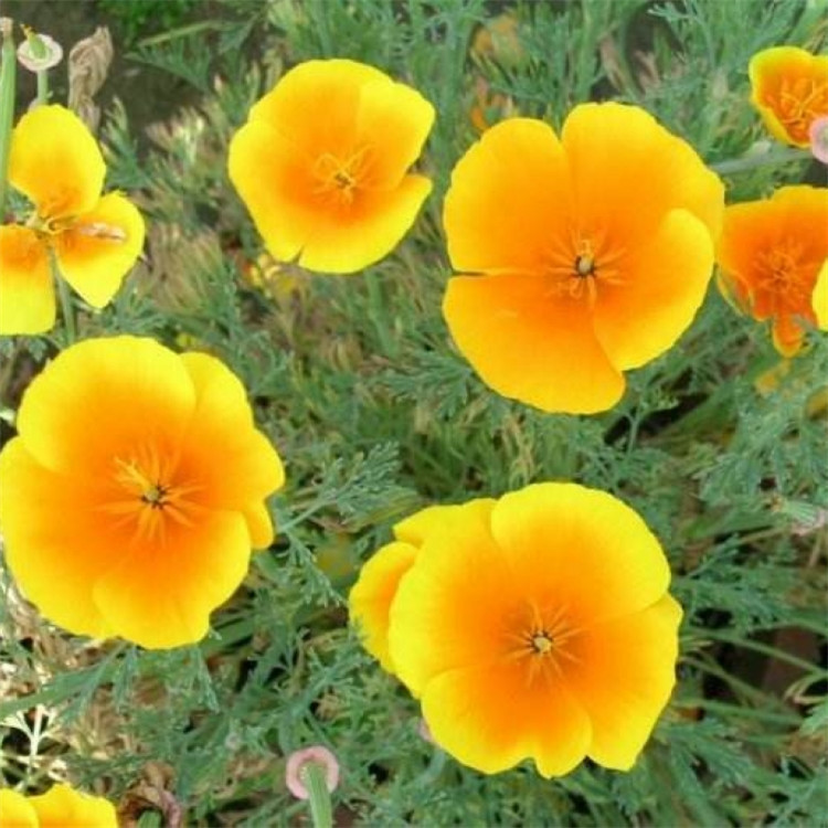 花菱草种子 四季易种阳台花卉盆栽种子 园林绿化花籽庭院花海设