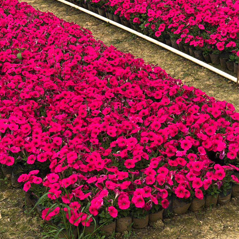 基地直供各种时令草花品种繁多 绿化花草花卉庭院观赏性植物批发