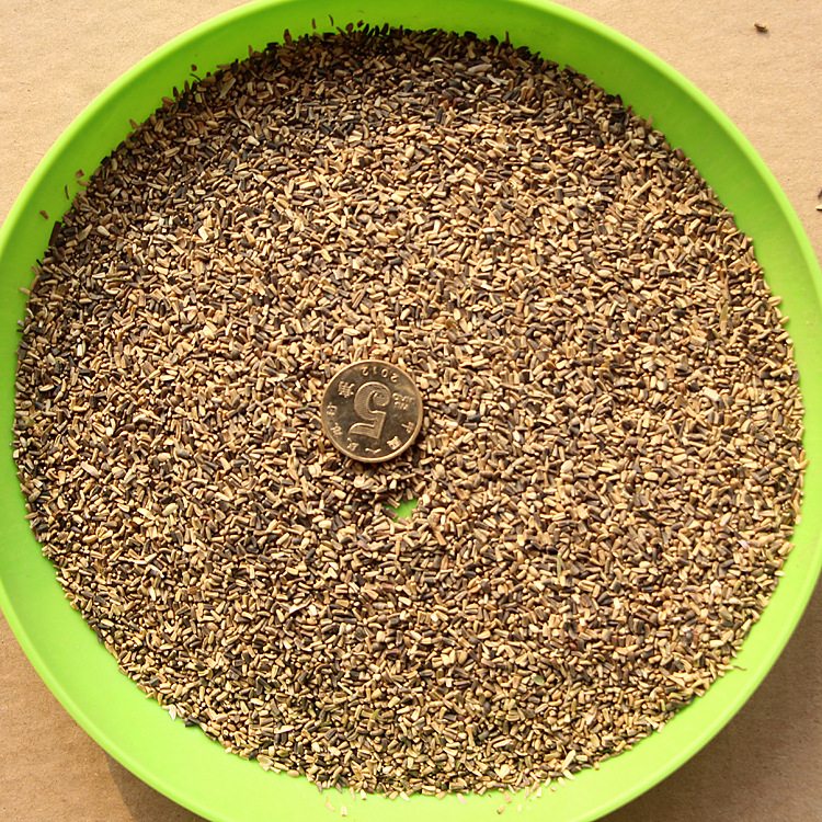 批发供应优质将军菊苣牧草种子 菊苣种子 菊苣包衣 质量保证