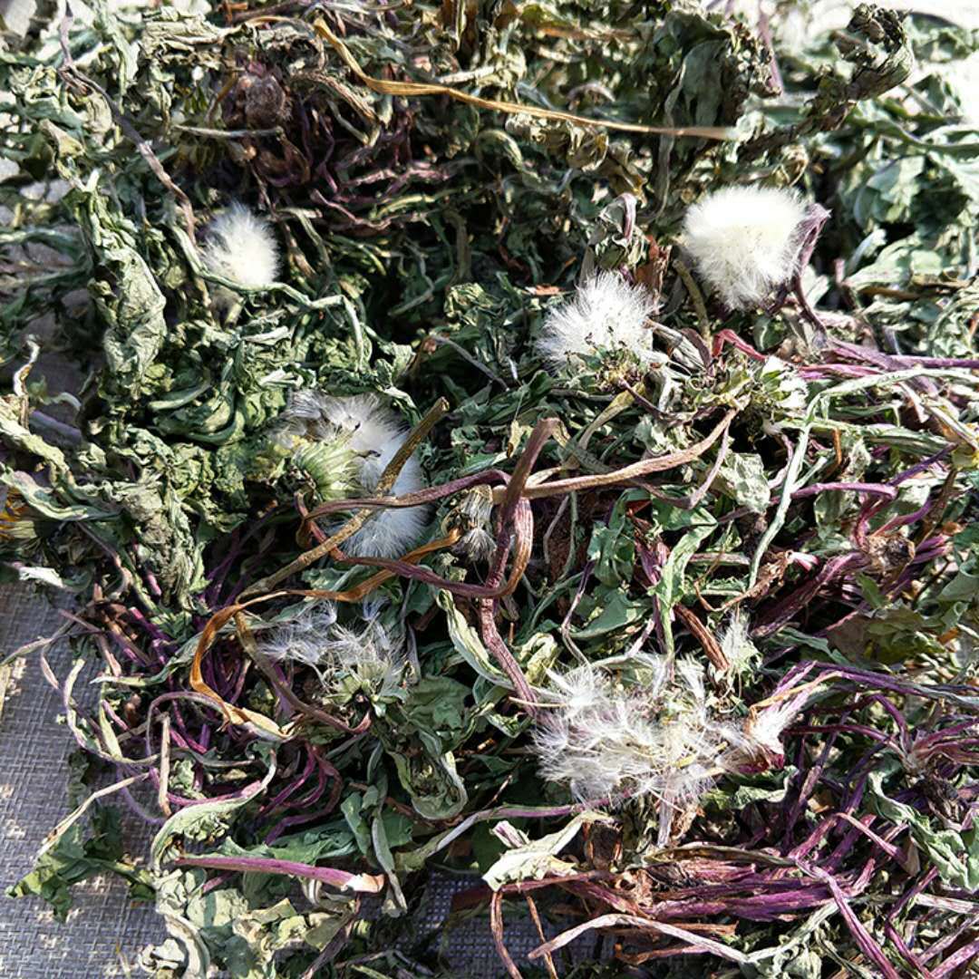 蒲公英整棵带根干的蒲公英茶婆婆丁新货沂蒙山