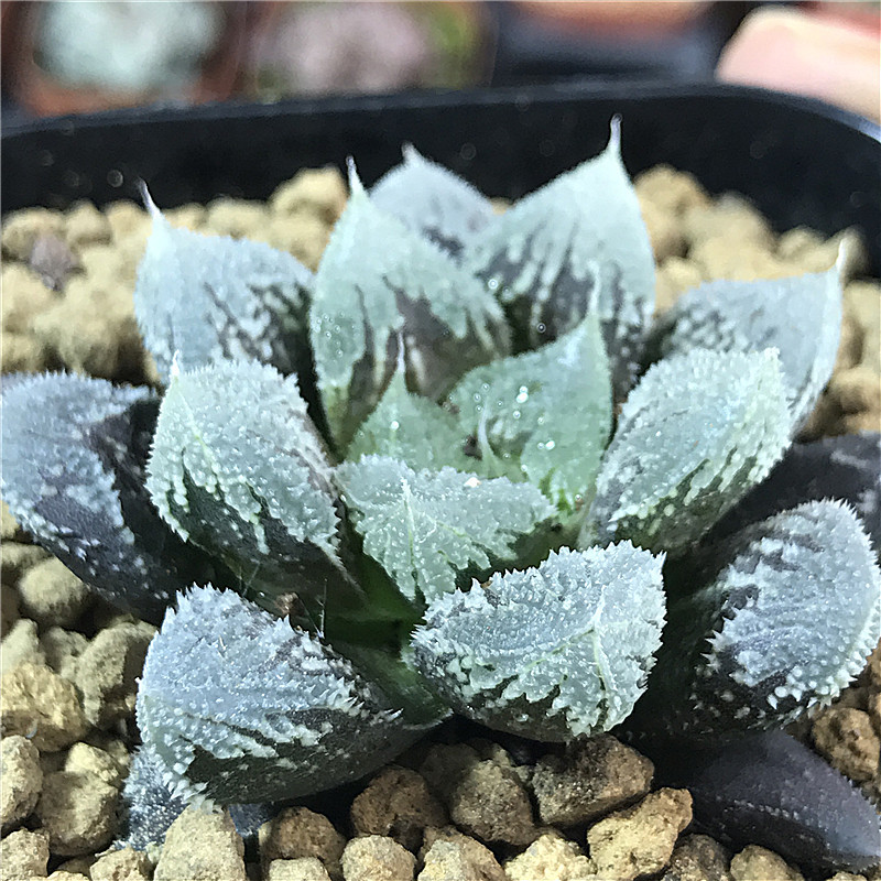 多肉植物十二卷属白帝城4cm左右 玉扇万象玉露寿肉肉植物