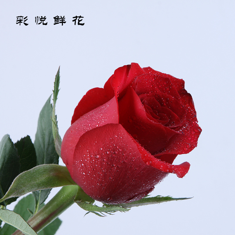 云南基地批发鲜切花卡罗拉玫瑰花婚庆装饰节日送礼红玫瑰鲜花