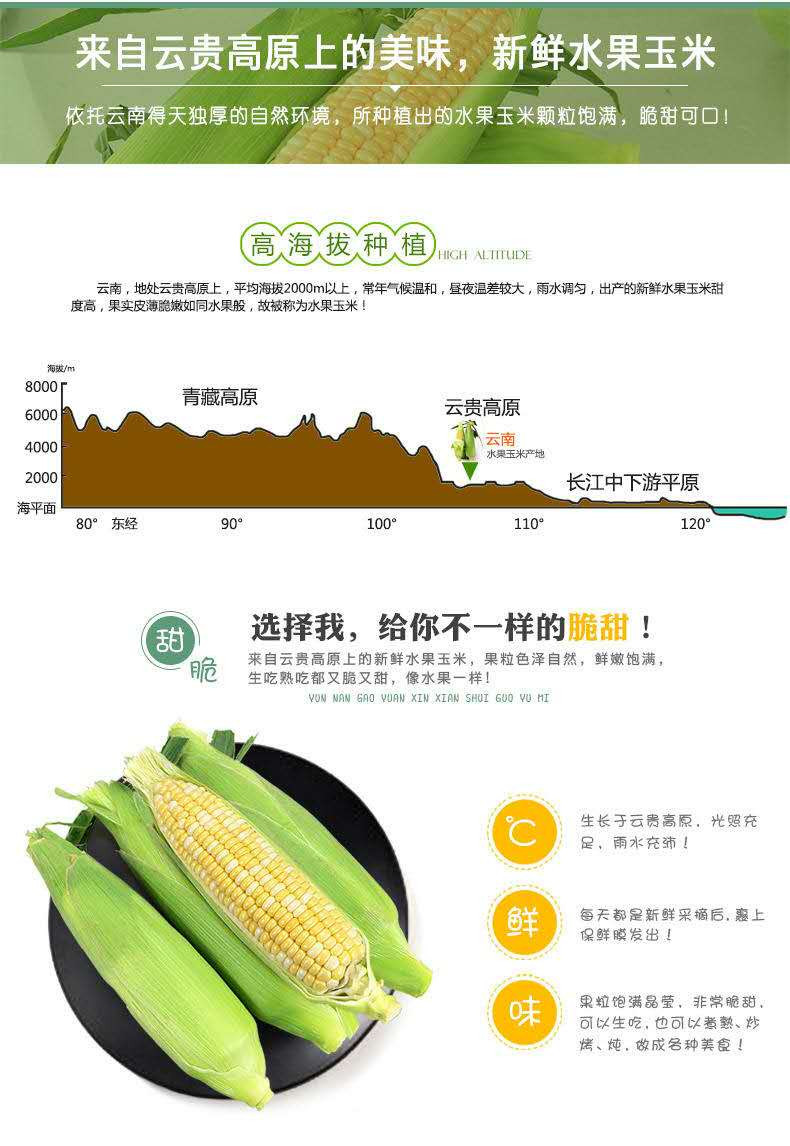 来自云南高山的玉米,水果甜玉米,含有人体所需的18种营养成分,好玉米