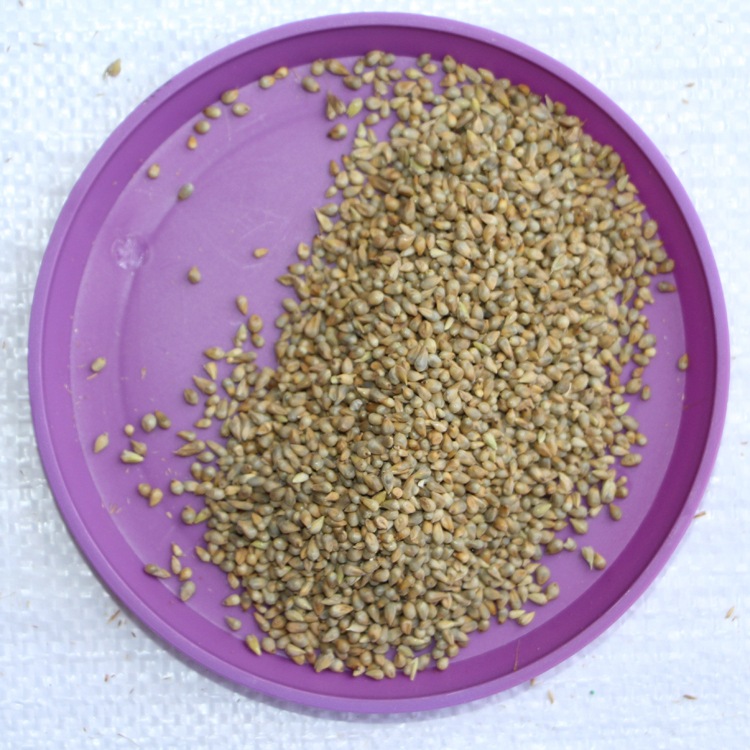 基地直销牧草种子 狼尾草种子 台湾甜象草种子 产量高