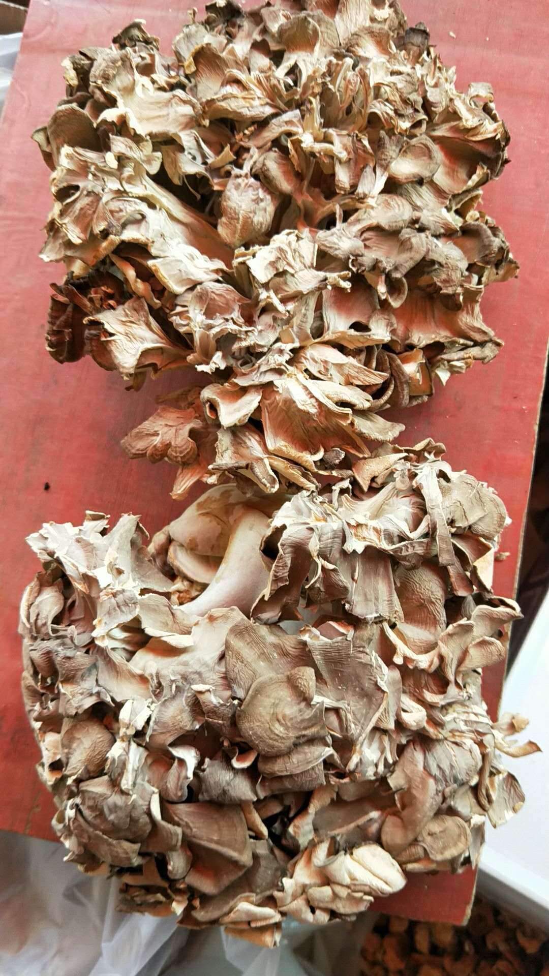 批发食用菌 干灰树花 大花 产地直销特级灰树花