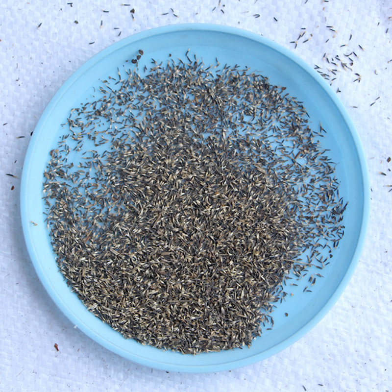 霍香蓟种子 蓝花冠藿香蓟花籽 盆栽四季播易种景观地被植物花种籽