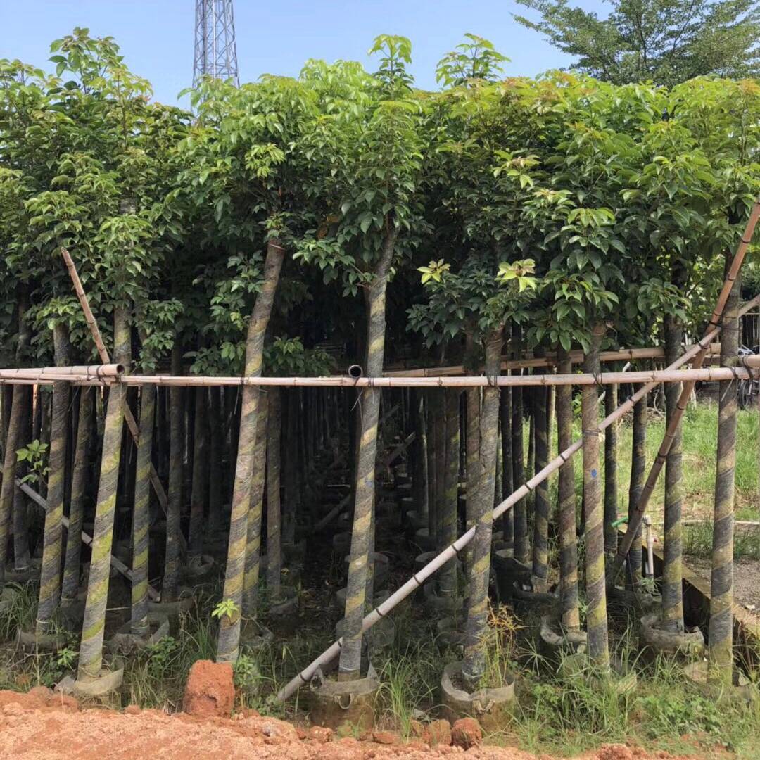 秋枫树10分 绿化苗木秋枫苗 秋枫假植苗 重阳木自家袋装大量供