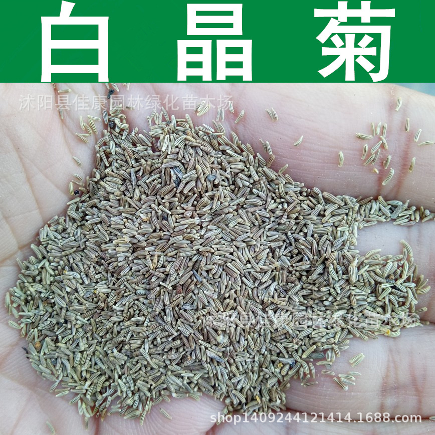 草花种子白晶菊种子晶晶菊小白菊种子1件1斤
