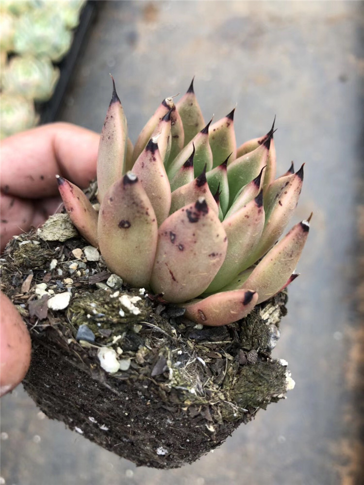 0181大棚批发多肉植物盆栽 特价万圣夜单头盆7cm裸根发多肉品种