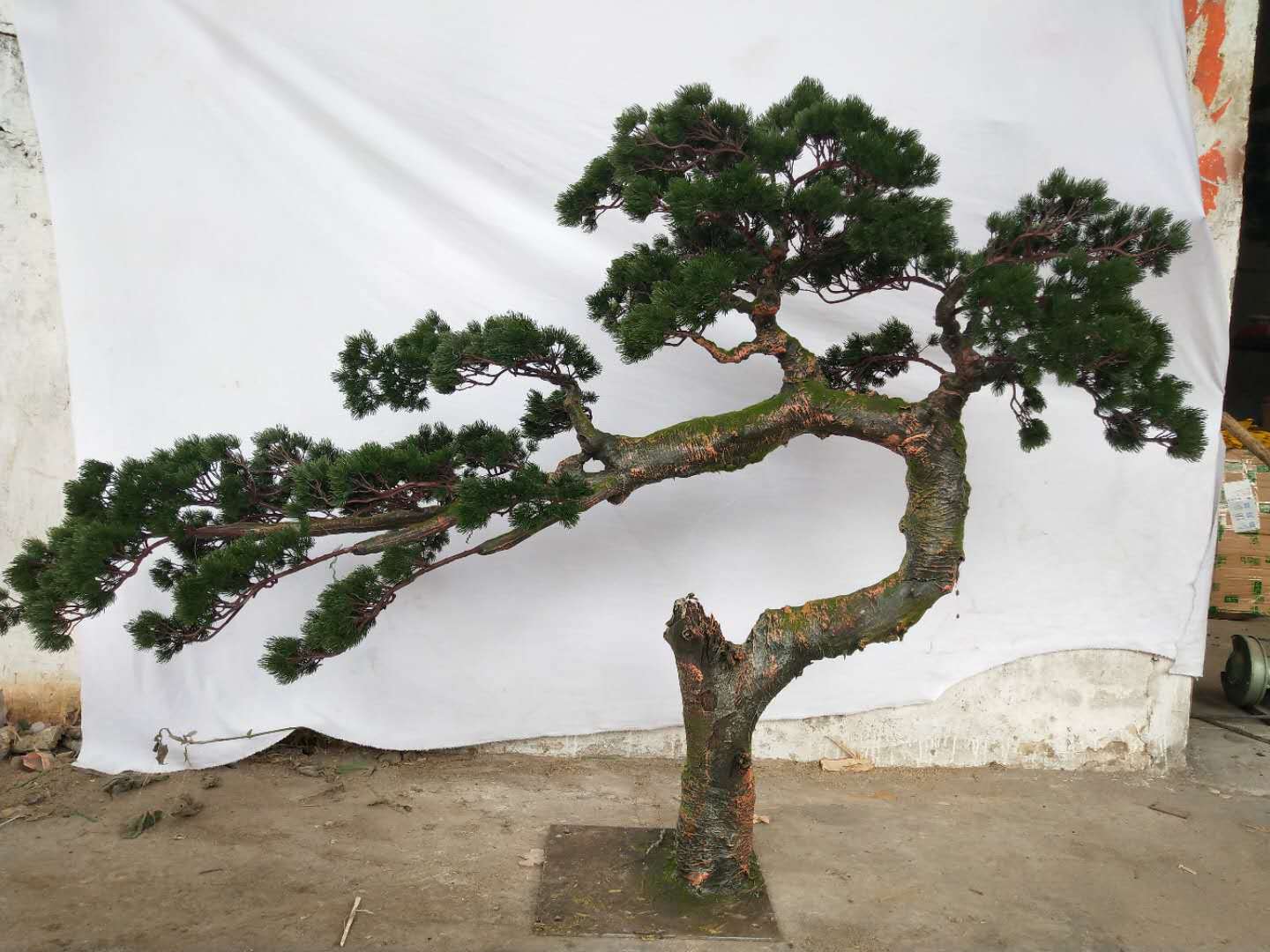 【松柏】仿真松树假松树迎客松盆栽大型展厅橱窗摆放造型仿真松柏