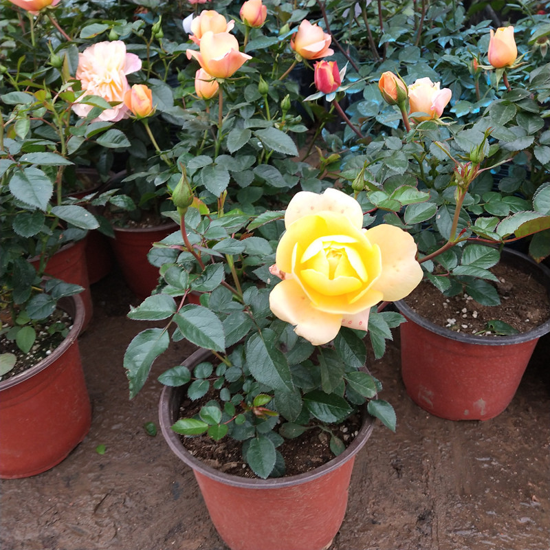 月季果汁阳台批发月季花苗橙色微月阳台盆栽花卉微型月季