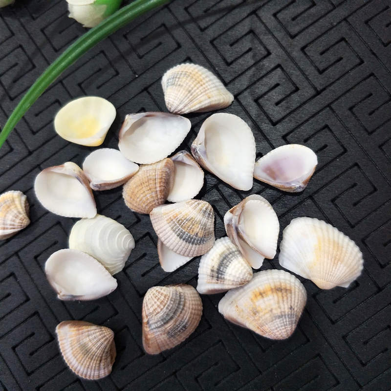 天然 小贝壳 海螺 diy配饰 微景观造景一件500克2cm左右 三角贝