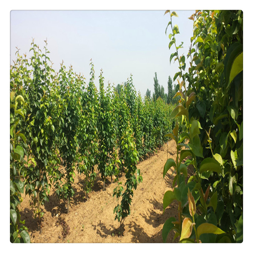 夏玉梨树苗基地零售 粗度一公分夏玉梨小苗