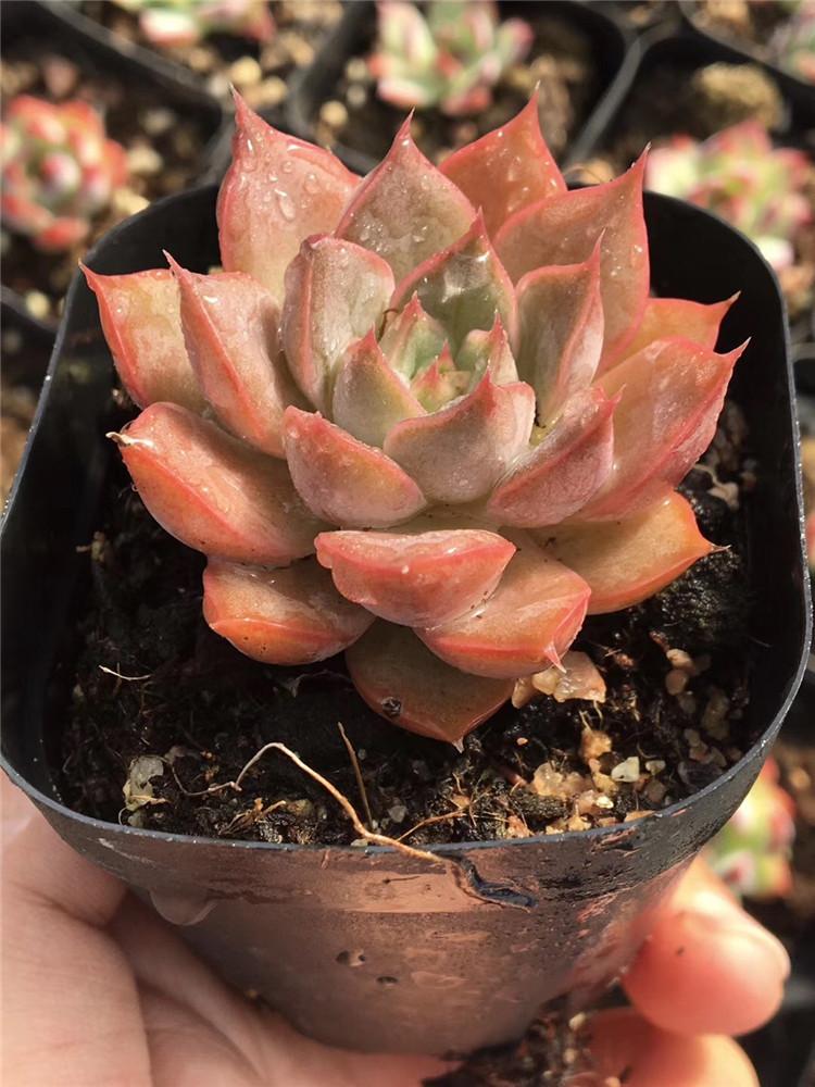 010大棚特价多肉植物批发 罗旺裸根发品相美盆6.5cm单双多肉品种