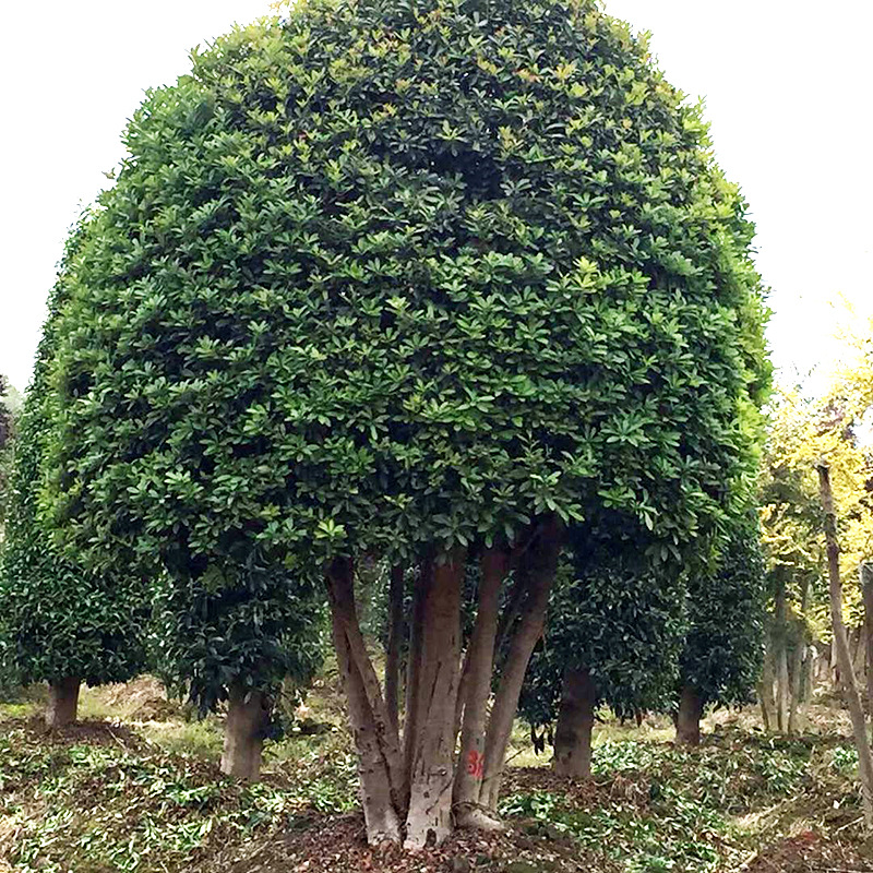 杨梅树乔木 防护丛生风景园林植物 湿地工程绿化行道树