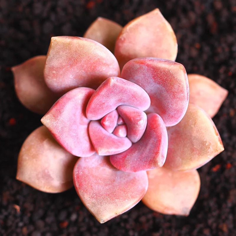 普货新手多肉盆栽 仙人球 肉肉盆栽 办公室植物 - 阿里巴巴