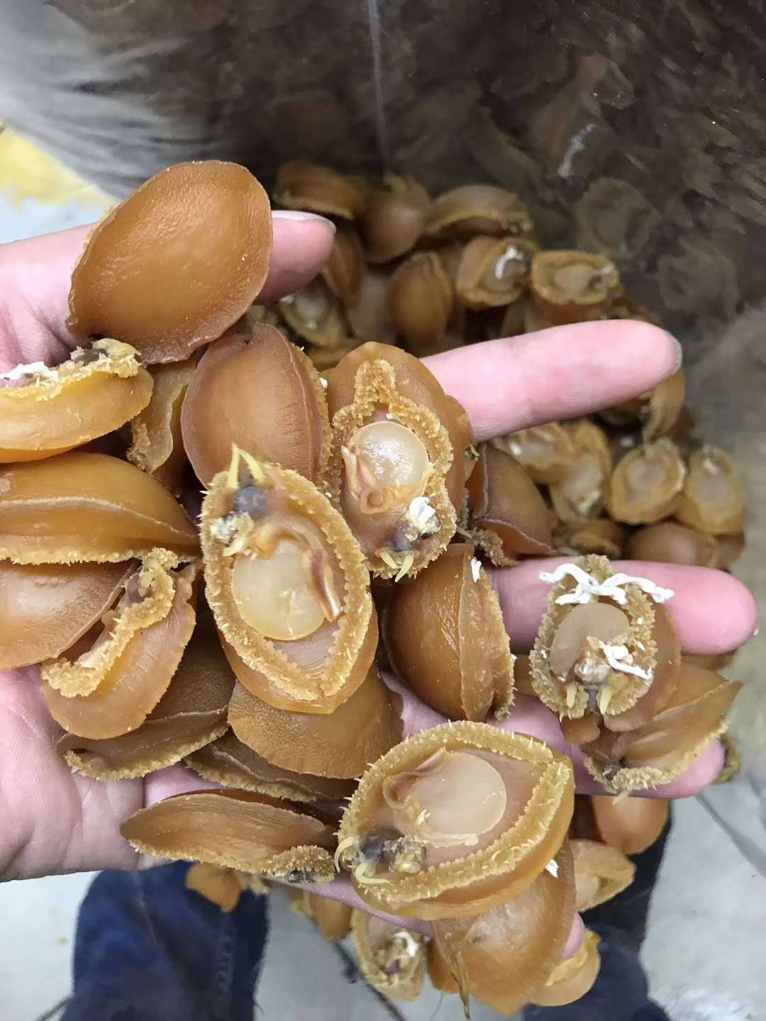 一德路海味 黄金鲍鱼 个个漂亮 30-40头 50头 一样价￥490