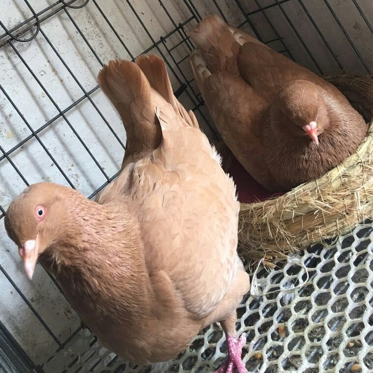 出售特大元宝鸽 短尾元宝鸽 红色元宝种鸽价格 元宝鸽子批发-阿里巴巴