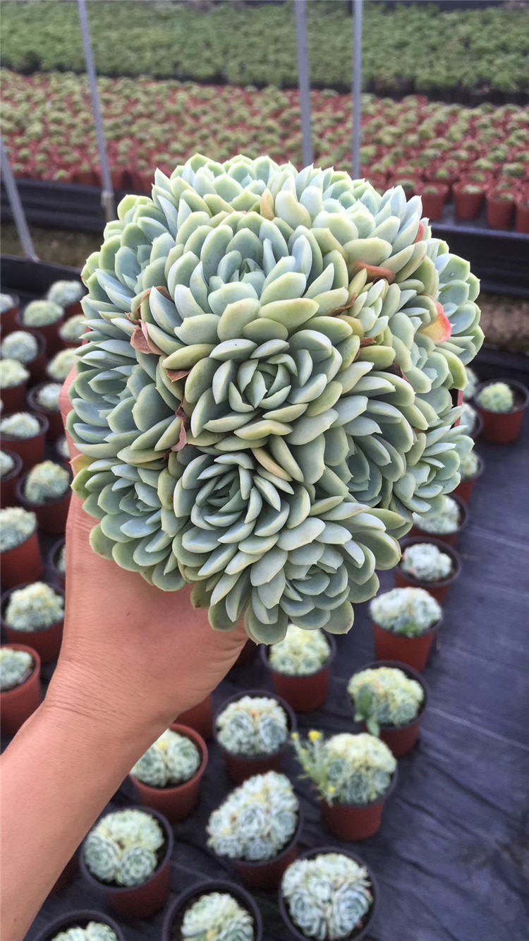 966多肉植物盆栽基地批发 柠檬贝瑞大群盆16cm多肉品种状态实拍
