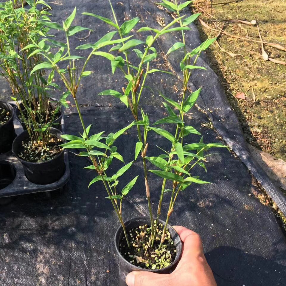 【基地直供】室内观叶小盆栽日本姬翠竹 四季常绿(a90)米竹