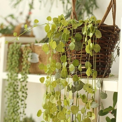 居家 爱之蔓心心相印仿真植物 吊兰花卉 多肉植物 垂吊吊篮