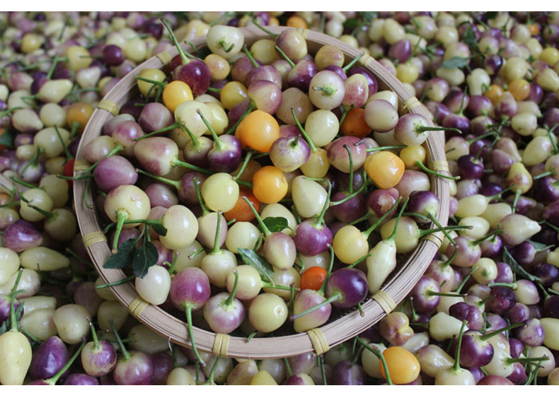 新鲜辣椒七彩椒 广西特产3斤七色珍珠椒圆灯笼小辣椒现摘五彩泡椒