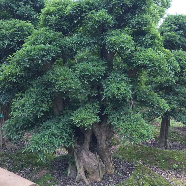 基地批发椤木石楠庭园精品常绿乔木造型椤木石楠桩价优