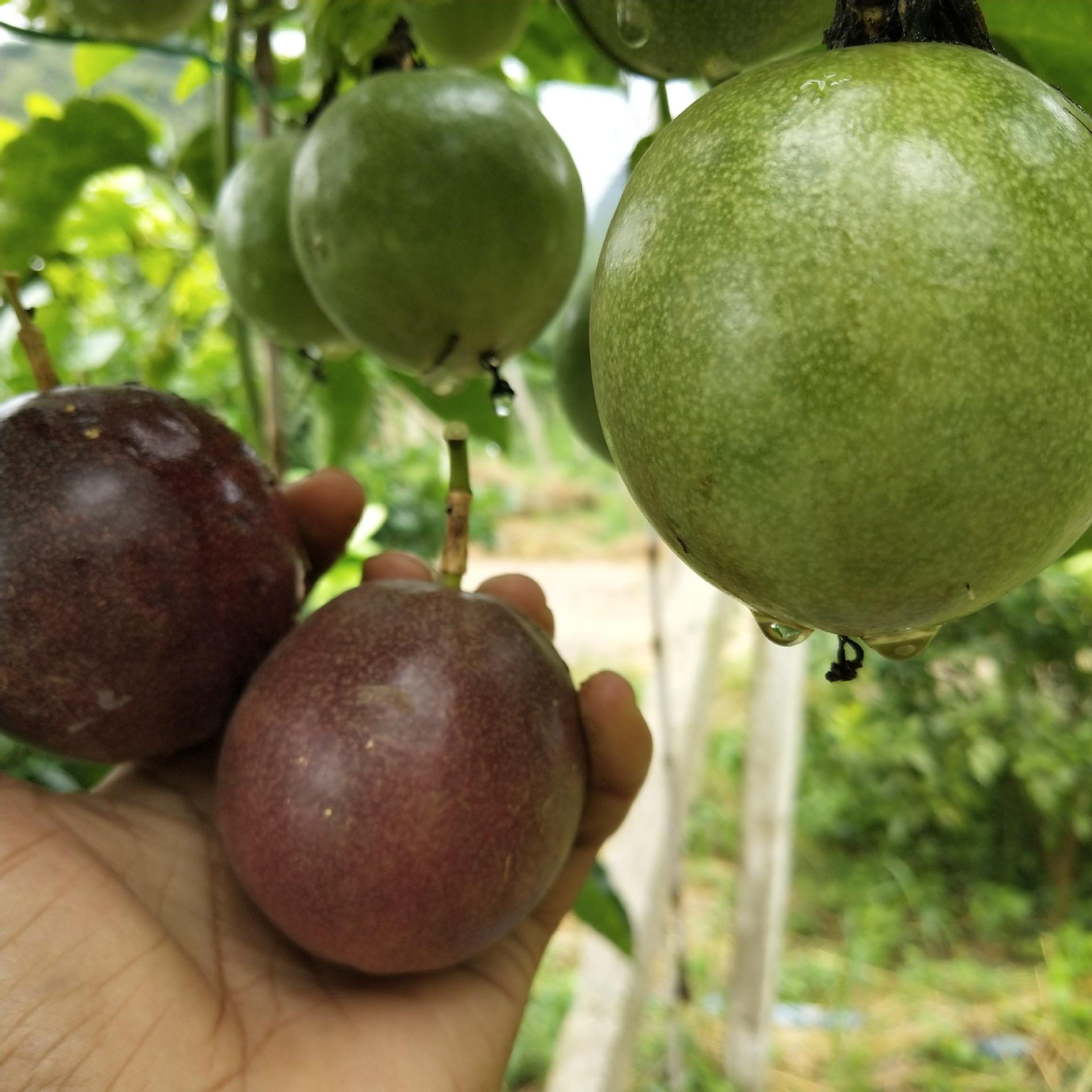 广西百香果酱5斤特大果3斤1斤2皱皮果次果花斑果