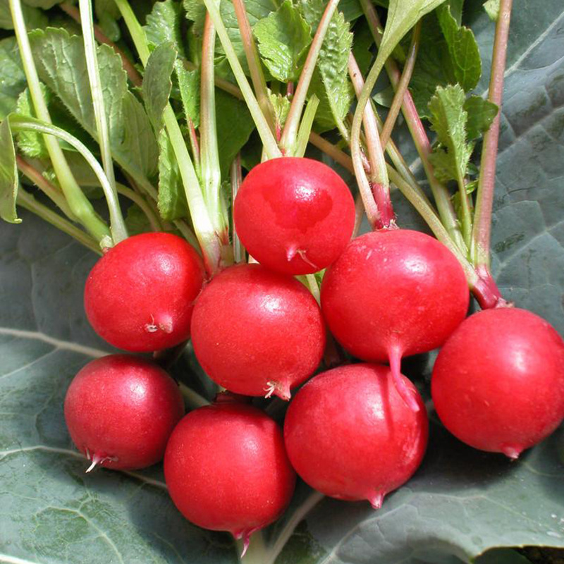 中科茂华蔬菜种植杂交樱桃萝卜种子红丁大面积种植不糠心10克