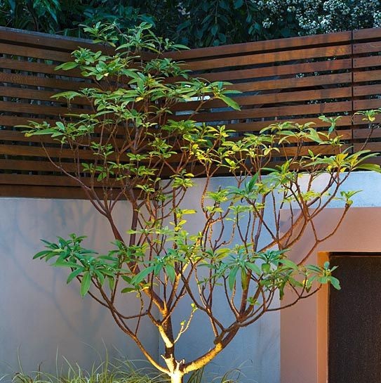 花卉绿植盆栽梦花树结香浓香型花卉黄瑞香庭院阳台盆栽