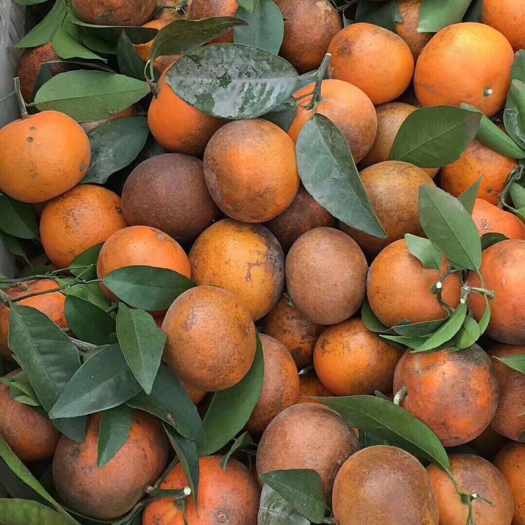 云南高原特产乌柑新鲜水果丑柑桔产地直发一件代发招代理