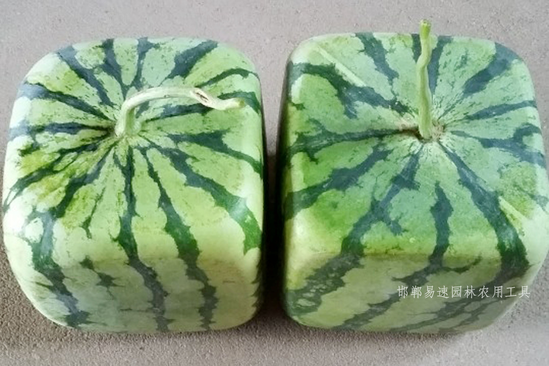 方形西瓜定型生长模具成型模具18x18方西瓜模子12斤水果塑料模具