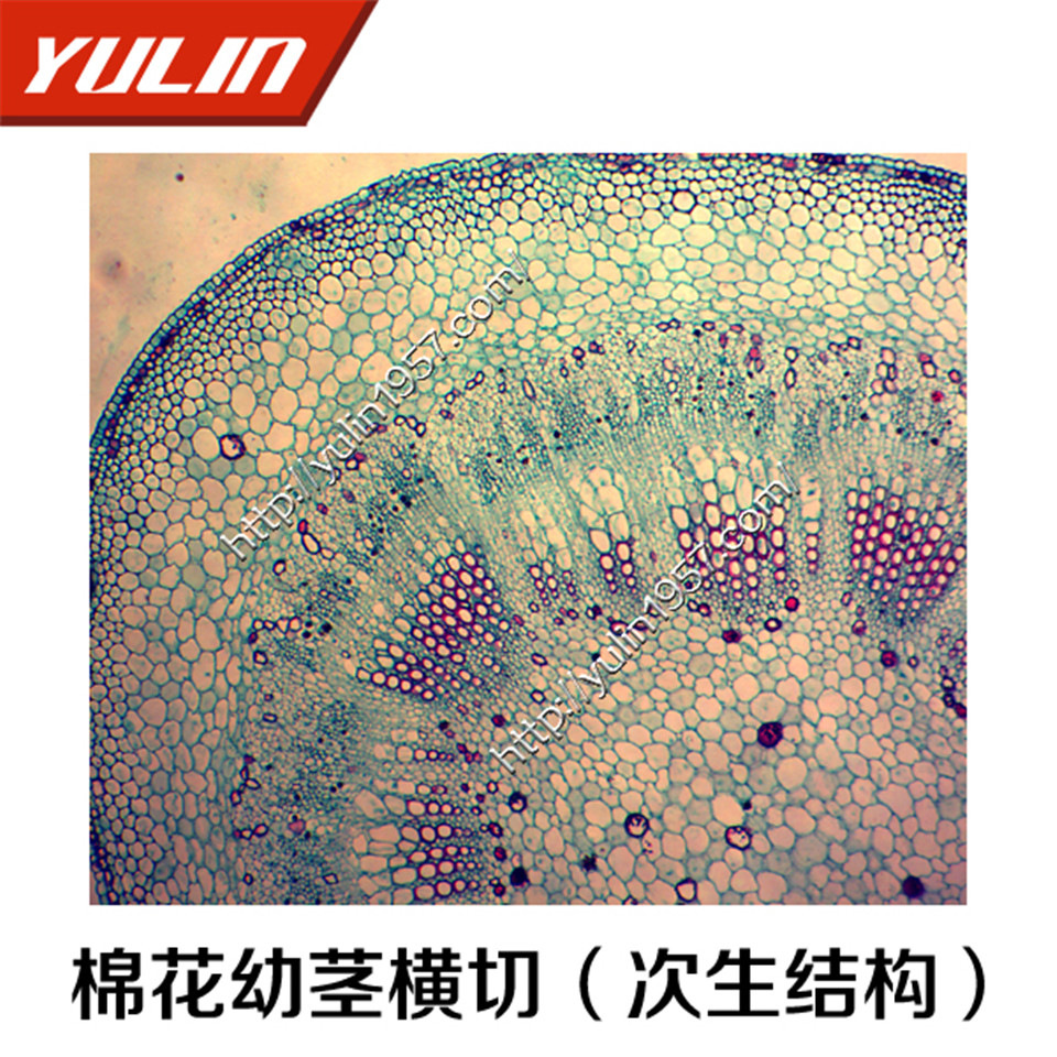 生物教学标本 棉花幼茎横切(次生结构)生物实验教学仪器 玻片