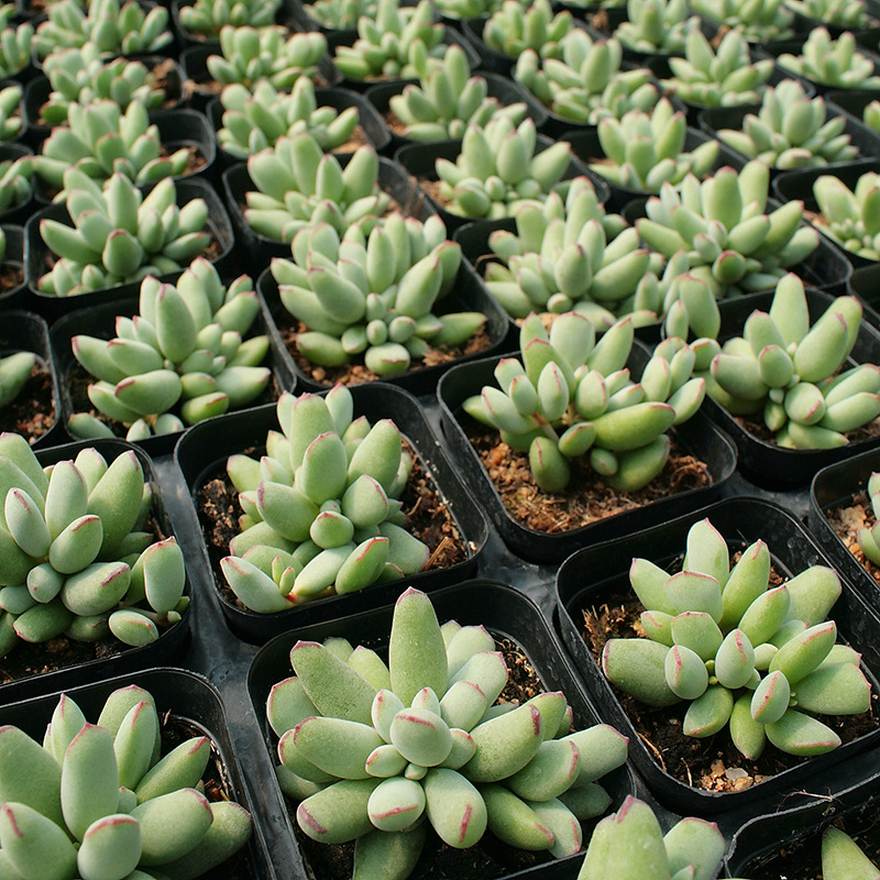 精灵福娘 多肉植物 精灵豆 福娘绿