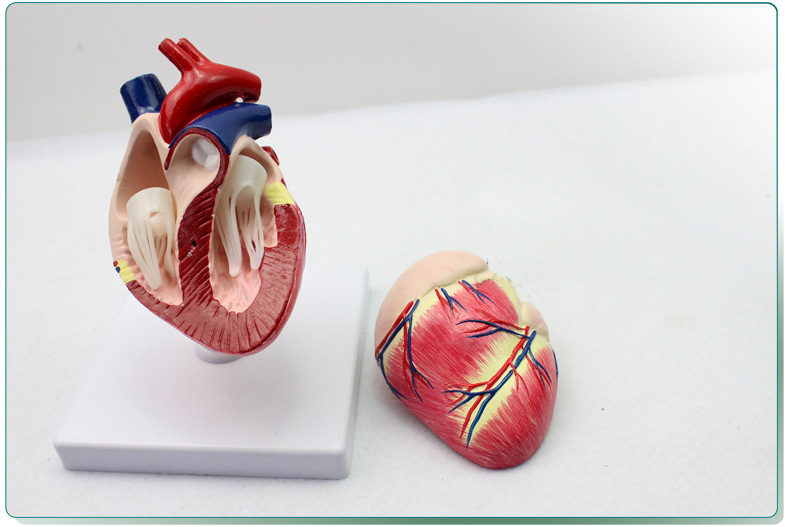 enovo颐诺医学畜牧学狗心脏模狗解剖器官兽动物解剖宠物模型